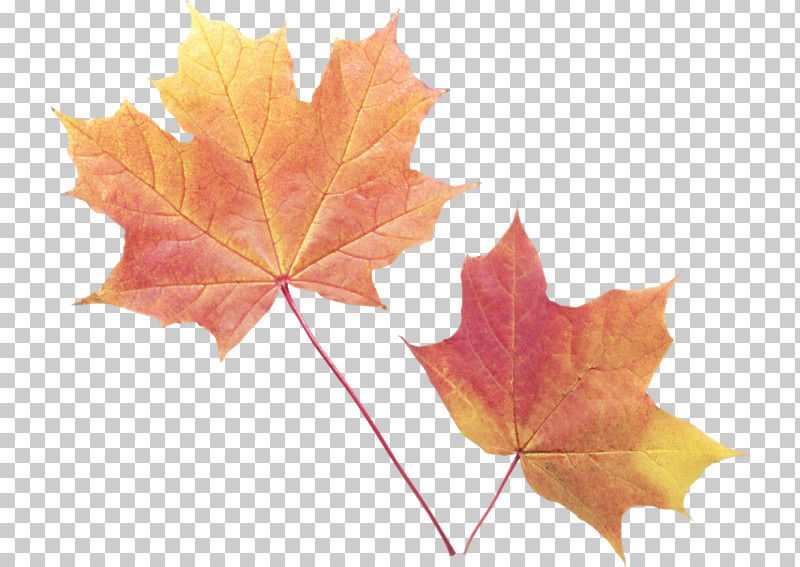 Maple Leaf PNG, Clipart, Black Maple, Deciduous, Leaf, Maple, Maple Leaf Free PNG Download