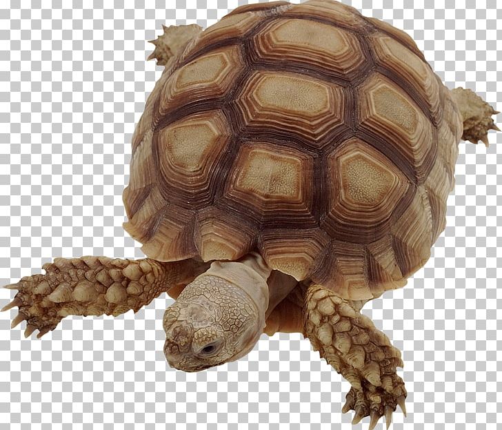 Box Turtle Common Snapping Turtle Tortoise Snapping Turtles PNG, Clipart, Animal, Animals, Animal Track, Carnivore, Chelydridae Free PNG Download