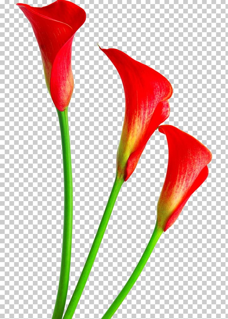 Cut Flowers Lilium Lapit PNG, Clipart, Alismatales, Arum, Bud, Calla Lily, Callalily Free PNG Download