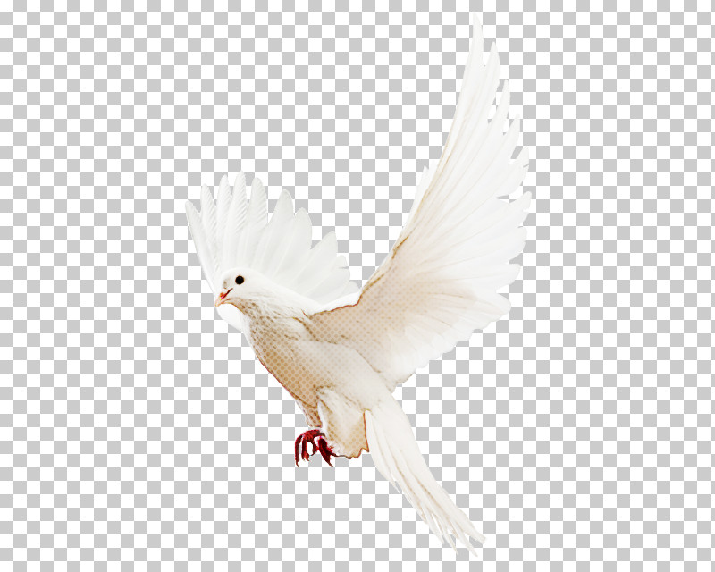 Feather PNG, Clipart, Beak, Bird, Feather, Peace, Pigeons And Doves Free PNG Download