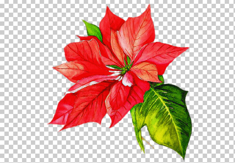 Flower Plant Red Petal Leaf PNG, Clipart, Anthurium, Flower, Hibiscus, Leaf, Petal Free PNG Download