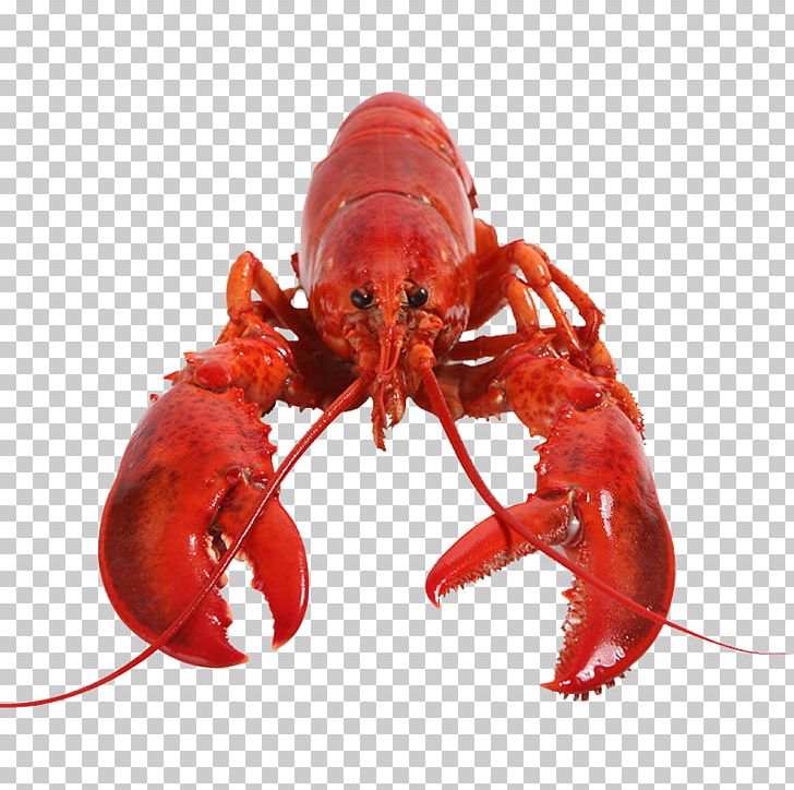 American Lobster Homarus Gammarus Palinurus Elephas Canada Astacoidea PNG, Clipart, Animals, Animal Source Foods, Arthropod, Barbecue, Boston Lobster Free PNG Download