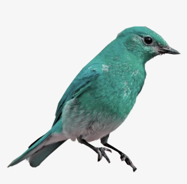 Blue Bird PNG, Clipart, Animal, Bird, Bird Clipart, Blue, Blue Clipart Free PNG Download