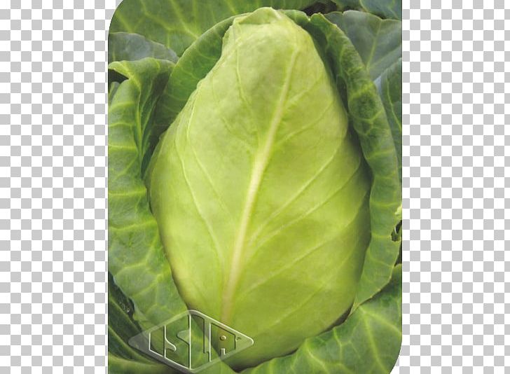 Cabbage Chard Spring Greens Collard Greens Cattle PNG, Clipart, Arbustos, Brassica, Brassica Oleracea, Cabbage, Cattle Free PNG Download