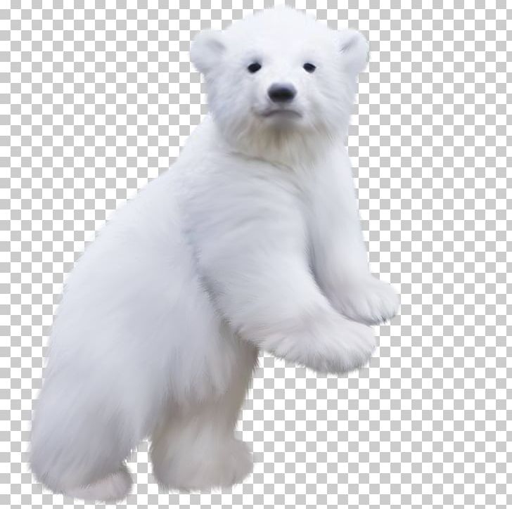 Polar Bear PNG, Clipart, Animals, Baby Bear, Bear, Bears, Bear Suit Free PNG Download