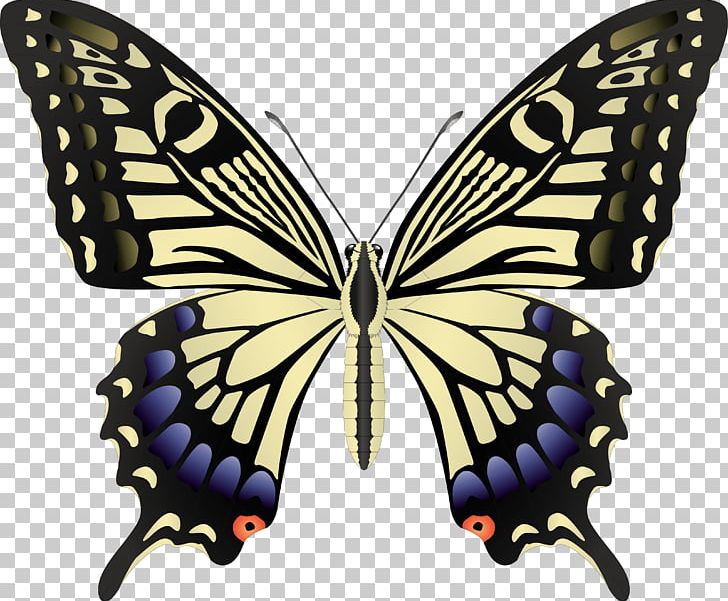 Butterfly Black Swallowtail Insect PNG, Clipart, Arthropod, Black Swallowtail, Brush Footed Butterfly, Butterflies, Butterflies And Moths Free PNG Download