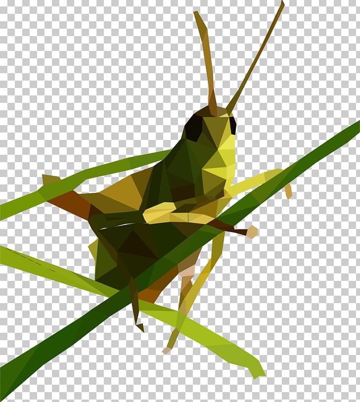 Grasshopper Low Poly PNG, Clipart, Arthropod, Computer Icons, Cricket, Cricket Like Insect, Dactylotum Bicolor Free PNG Download