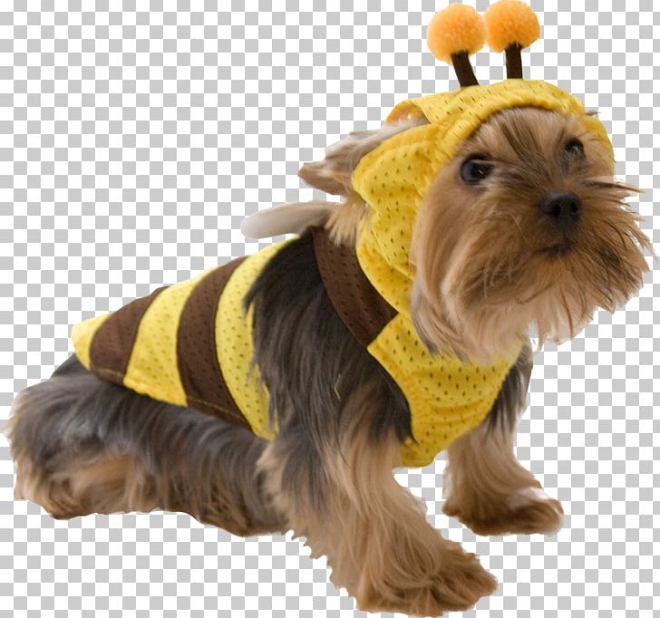 Yorkshire Terrier Puppy Cat Clothing PNG, Clipart, Animals, Carnivoran, Cat, Clothing, Companion Dog Free PNG Download