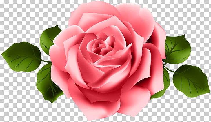 Garden Roses Pink PNG, Clipart, China Rose, Clip Art, Closeup, Cut Flowers, Floribunda Free PNG Download