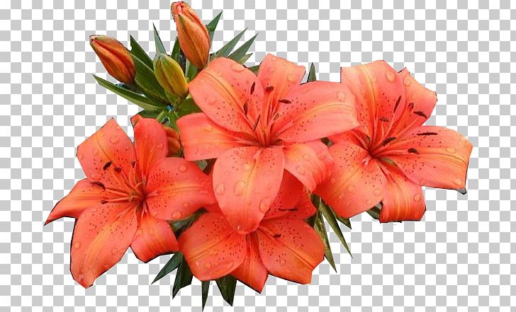 download flowers photoshop