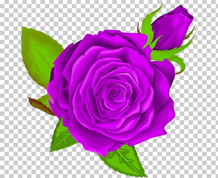 Black Rose Garden Roses PNG, Clipart, Centifolia Roses, Cut Flowers, Decoupage, Floral Design, Floribunda Free PNG Download