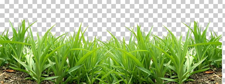 Lawn PNG, Clipart, Artificial Grass, Cartoon Grass, Clip Art, Commodity, Creative Grass Free PNG Download