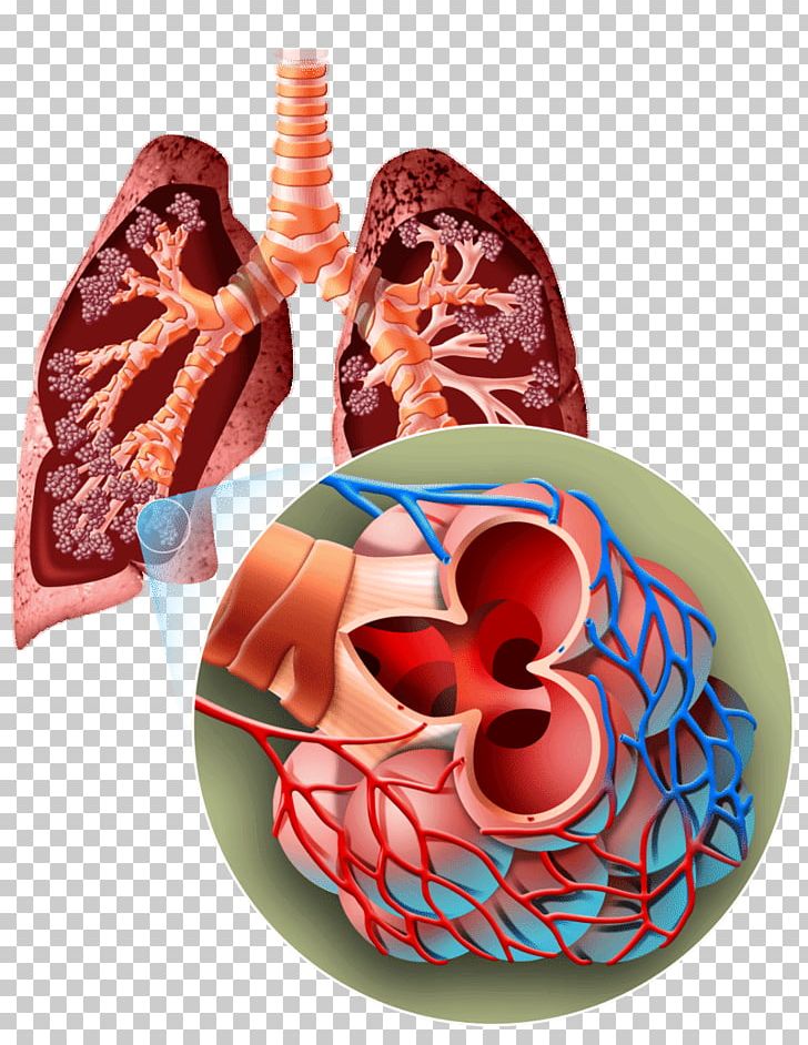 Organism Breathing Lung Human Body Biology PNG, Clipart, Biology, Blood, Breathing, Cell, Human Body Free PNG Download