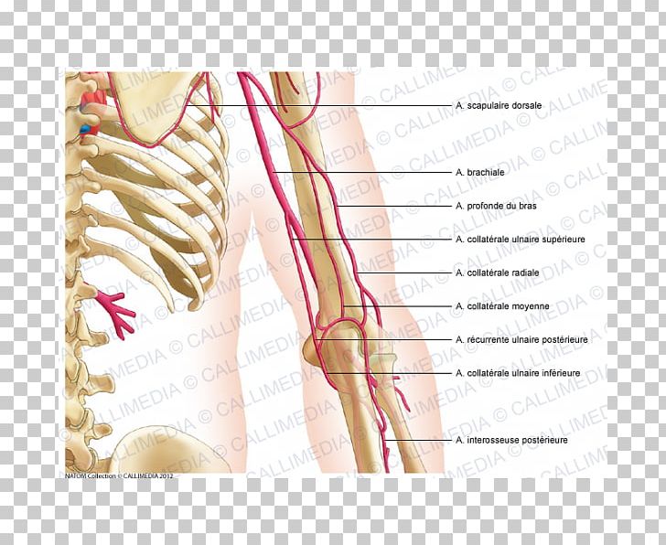 Thumb Nerve Shoulder Arm Nervous System PNG, Clipart, Abdomen, Anatomy, Arm, Artery, Blood Vessel Free PNG Download
