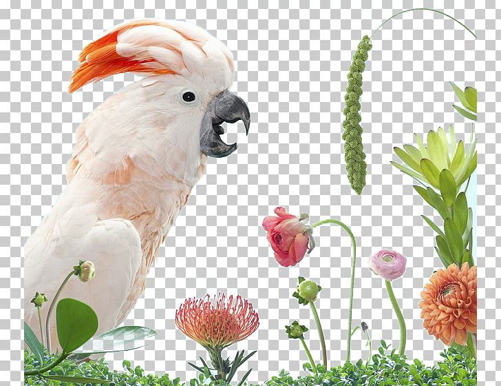 An Incomplete Dictionary Of Show Birds Parrot Columbidae White Cockatoo PNG, Clipart, Animal, Animals, Background White, Beak, Bird Free PNG Download