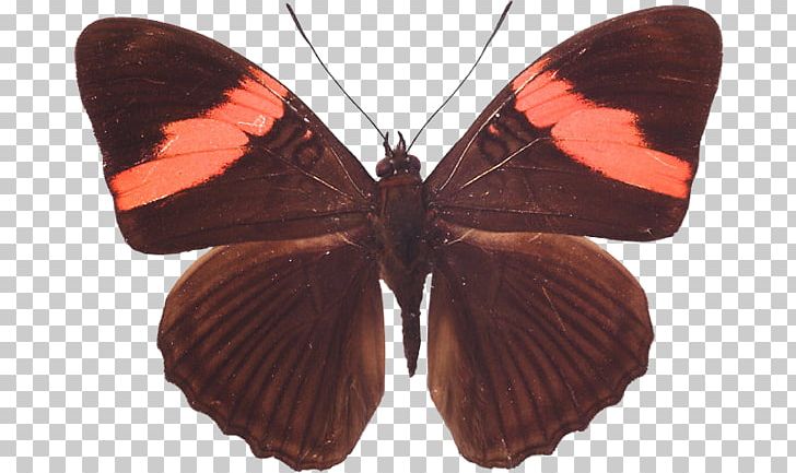 Butterfly Sephisa Princeps Doosan Encyclopedia Gossamer-winged Butterflies PNG, Clipart, Arthropod, Black And Red, Brush Footed Butterfly, Butterfly, Hokkaido Free PNG Download