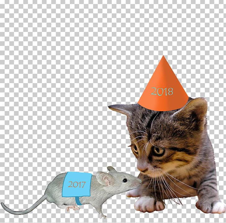 Kitten Cat New Year's Day New Year's Eve PNG, Clipart,  Free PNG Download