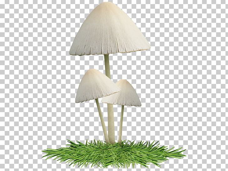 Mushroom Lighting PNG, Clipart, Grass, Lamp, Lighting, Lighting Accessory, Mushroom Free PNG Download
