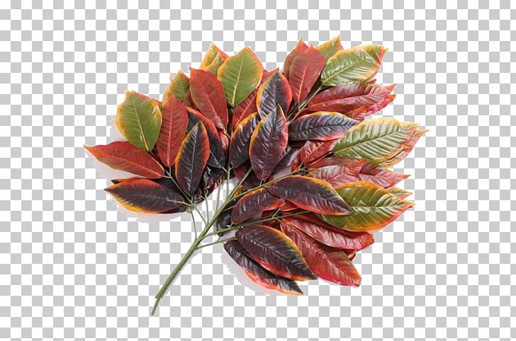 Yiwu Leaf Mango Fruit PNG, Clipart, 2018 Nissan Leaf, Autumn Leaves, Banana Leaves, Bright, Color Free PNG Download