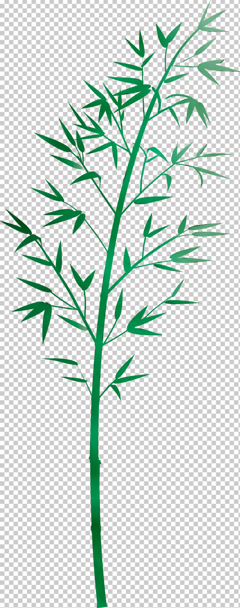 Plant Leaf Plant Stem Flower Grass Family PNG, Clipart, Bamboo, Flower, Grass, Grass Family, Herbaceous Plant Free PNG Download