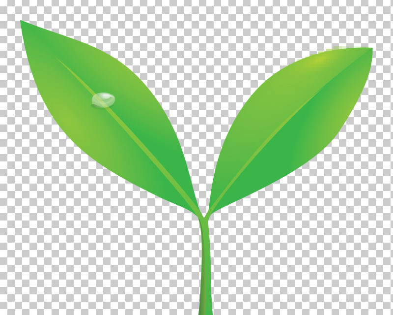 Sprout Bud Seed PNG, Clipart, Bud, Eucalyptus, Flower, Flush, Grass Free PNG Download