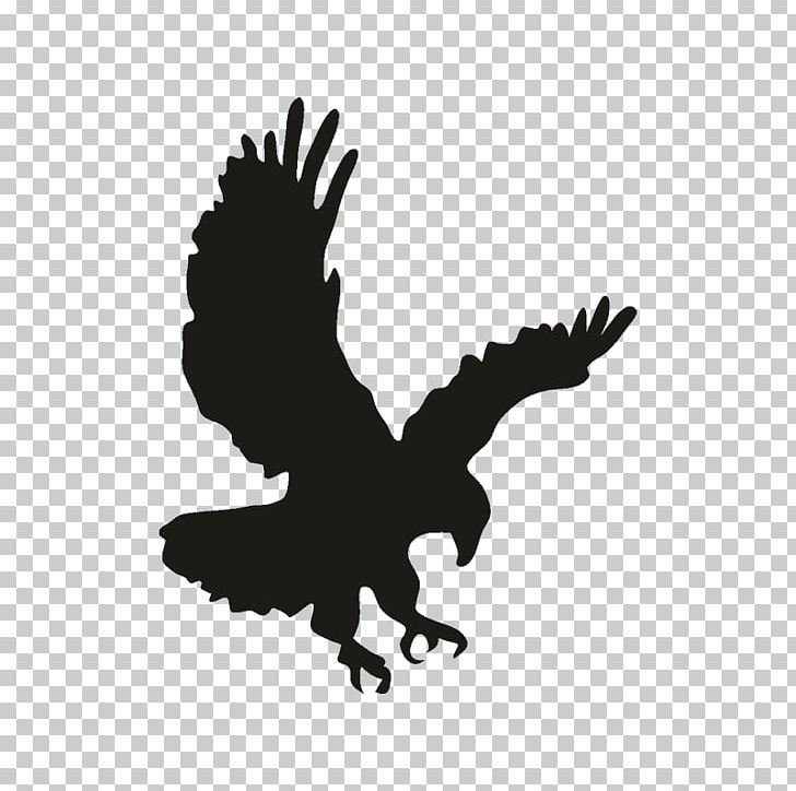 Bald Eagle Drawing PNG, Clipart, Aguila, Animals, Bald Eagle, Beak, Bird Free PNG Download