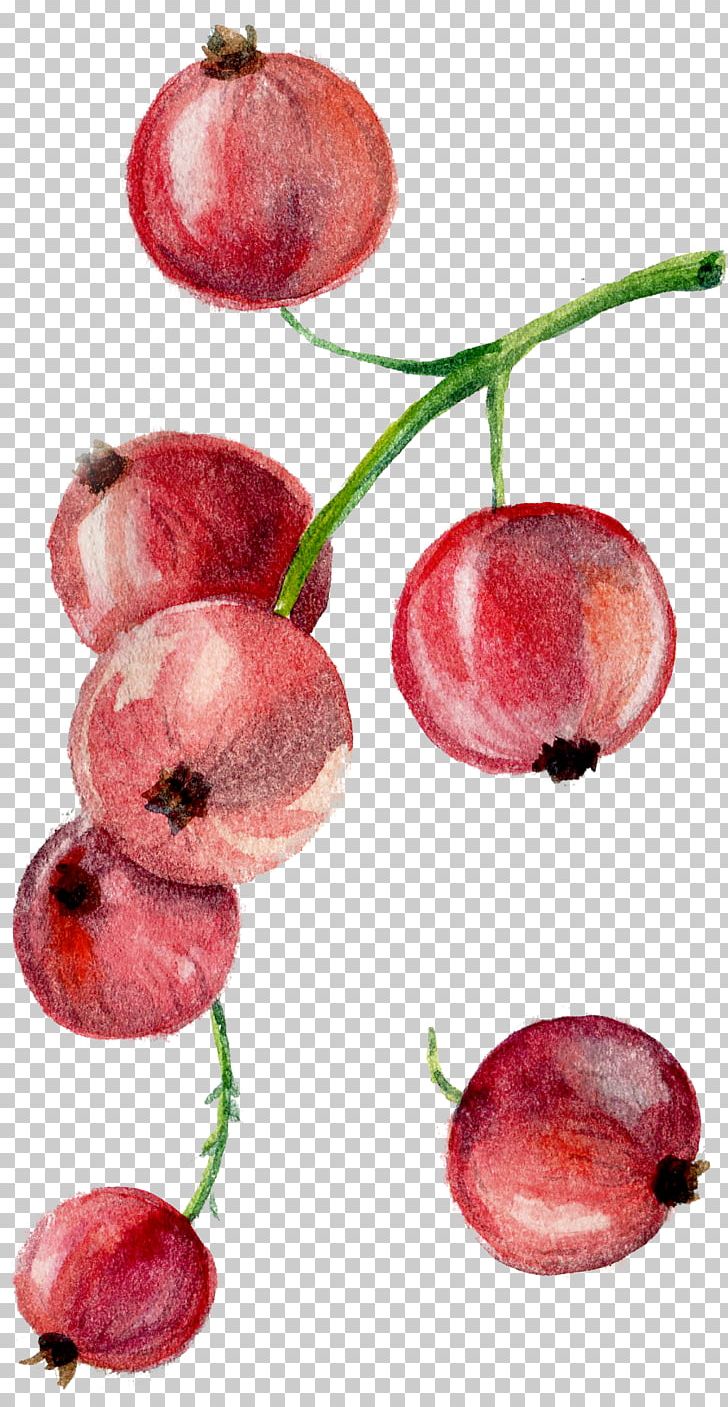 Drawing PNG, Clipart, Bilberry, Blossoms Cherry, Blueberry, Cherries, Cherry Blossoms Free PNG Download