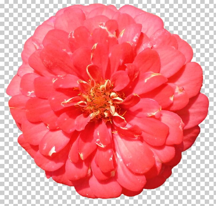 Flower Red Dahlia Photography PNG, Clipart, Annual Plant, Color, Common Daisy, Cut Flowers, Dahlia Free PNG Download