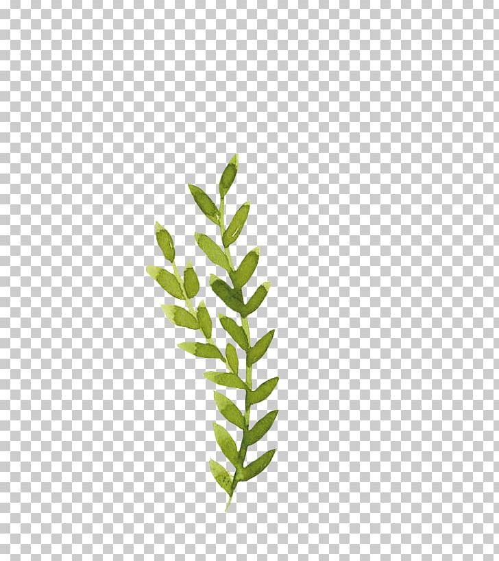 Leaf Watercolor Painting Drawing PNG, Clipart, Branch, Color, Drawing, Eye, Fern Free PNG Download