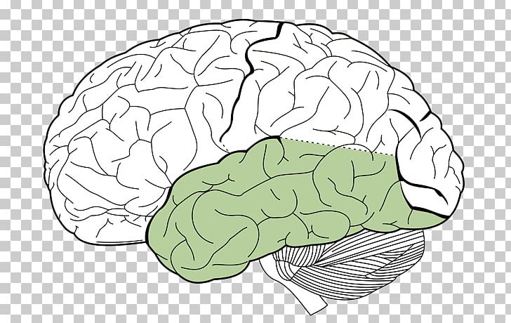 Lobes Of The Brain Parietal Lobe Frontal Lobe Occipital Lobe PNG, Clipart, Angular Gyrus, Area, Brain, Brainstem, Card Free PNG Download