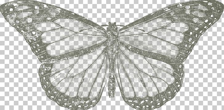 Monarch Butterfly Conservation Drawing Natural Environment PNG, Clipart, Brush Footed Butterfly, Butterflies And Moths, Butterfly, Conservation, Diagram Free PNG Download