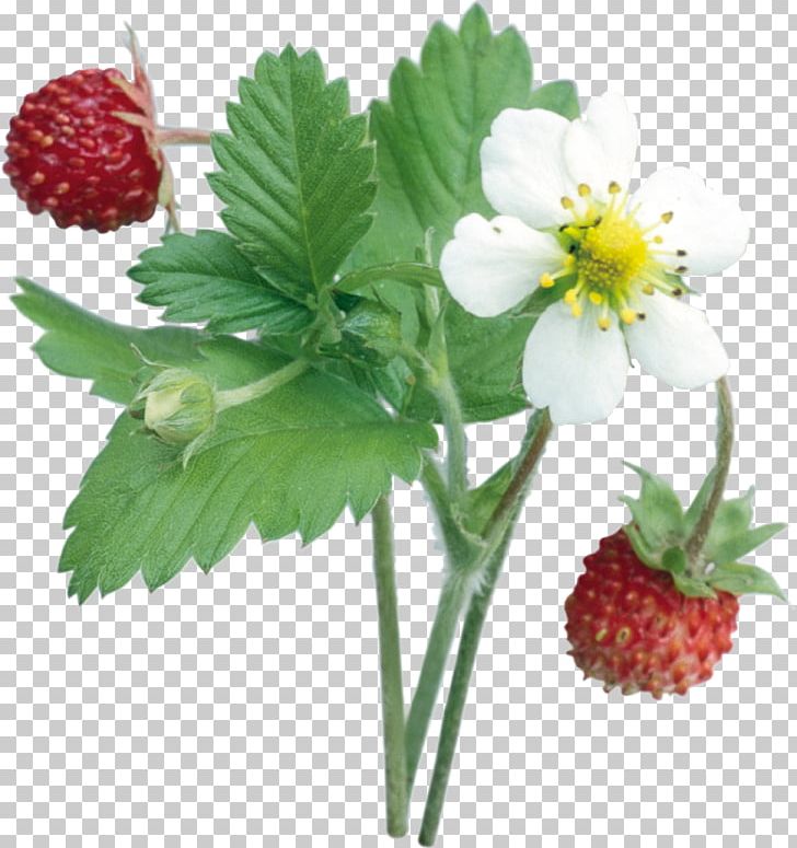 Musk Strawberry Fruit Food PNG, Clipart, Adobe Premiere Pro, Auglis, Berry, Blackberry, Flower Free PNG Download