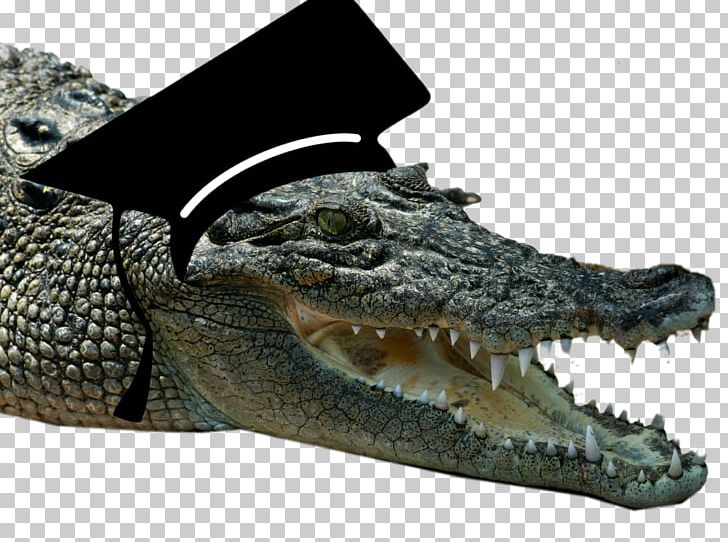 Simlipal National Park Crocodile Bhitarkanika Kruger National Park PNG, Clipart, Alligator, American Alligator, Animals, Conservation Area, Crocodile Free PNG Download