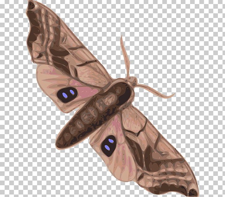 Butterfly Moth Insect PNG, Clipart, African Hand, Arthropod, Attacus Atlas, Bombycidae, Brush Footed Butterfly Free PNG Download