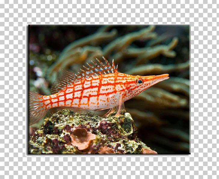 Coral Reef Fish Hawkfish Saltwater Fish PNG, Clipart, Animals, Aquarium, Coral, Coral Reef, Coral Reef Fish Free PNG Download