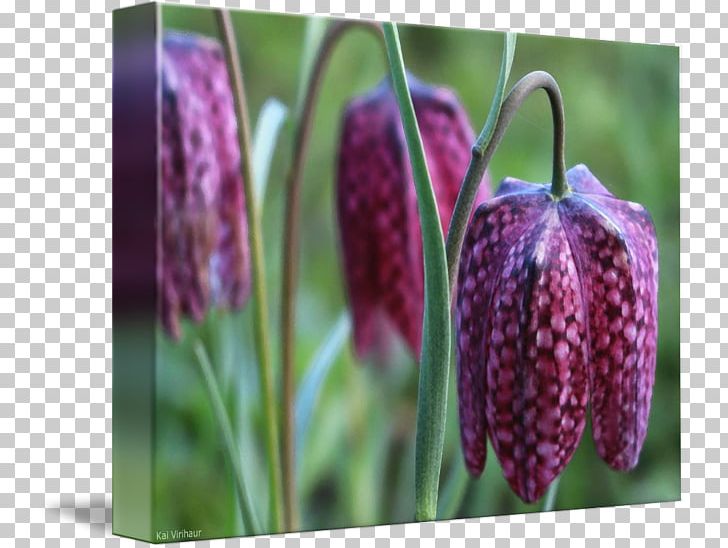 Snake Fritillaries PNG, Clipart, Animals, Flower, Flowering Plant, Fritillaria, Fritillaries Free PNG Download