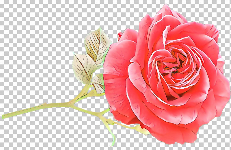Garden Roses PNG, Clipart, Artificial Flower, Bouquet, Camellia, China Rose, Cut Flowers Free PNG Download