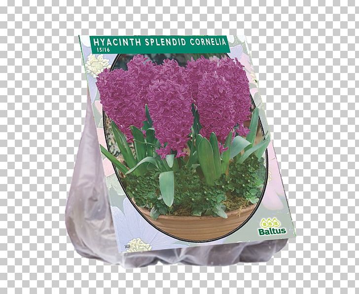 Hyacinth Daffodil Bolgewas Crown Imperial Bulb PNG, Clipart, Allium, Anemone, Artificial Flower, Autumn Crocus, Bolgewas Free PNG Download
