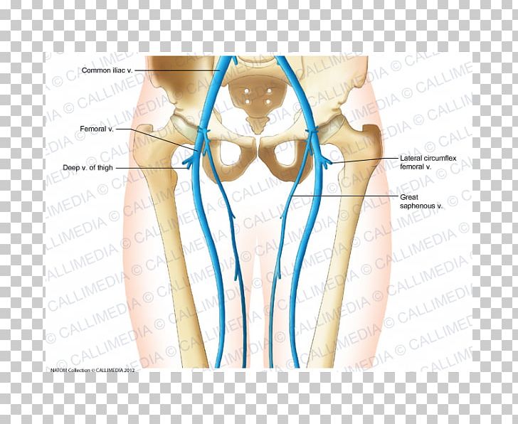 Vein Artery Pelvis Anatomy Inferior Vena Cava PNG, Clipart, Abdomen, Active Undergarment, Anatomy, Angle, Arm Free PNG Download