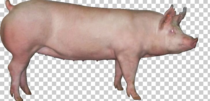 American Landrace Pig Genetics Chester White American Yorkshire PNG, Clipart,  Free PNG Download