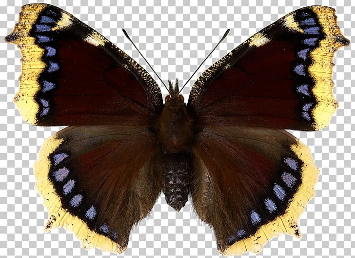 Butterfly Mourning Cloak Inachis Io Red Admiral Small Tortoiseshell PNG, Clipart, Arthropod, Brush Footed Butterfly, Butterflies And Moths, Butterfly, Butterfly Gardening Free PNG Download