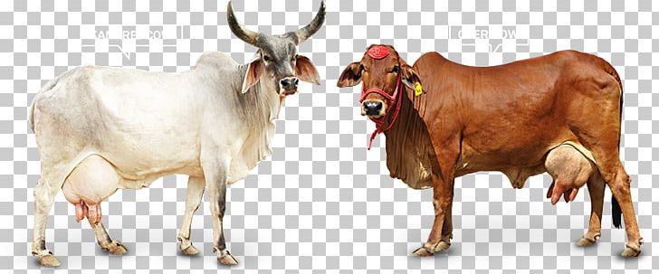 Gyr Cattle Holstein Friesian Cattle Ox Sahiwal Cattle Kankrej PNG, Clipart, Agriculture, Animal Figure, Bull, Cattle, Cattle Feeding Free PNG Download