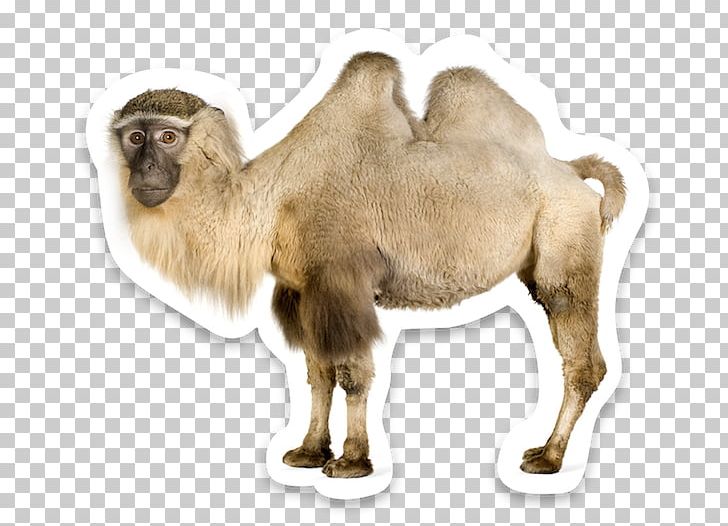 Wild Bactrian Camel Dromedary Sahara PNG, Clipart, Animals, Bactria, Bactrian Camel, Camel, Camel Like Mammal Free PNG Download