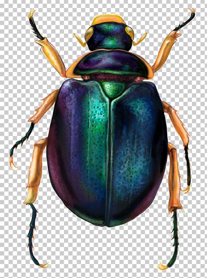 Dung Beetle Scarabs Ancient Egypt PNG, Clipart, Ancient Egypt, Animal, Animals, Arthropod, Beetle Free PNG Download