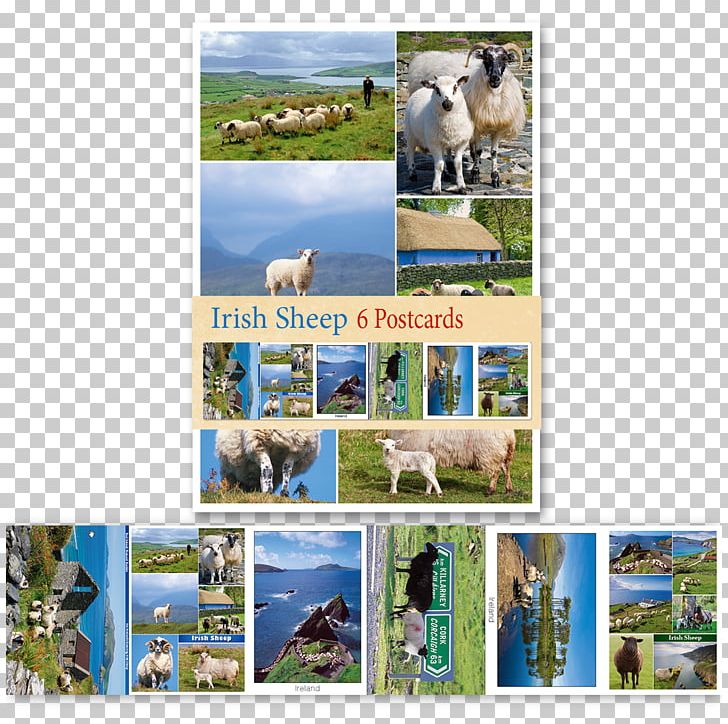Republic Of Ireland Ireland Calendar 2019 Irish Dog Breed PNG, Clipart, Advertising, Calendar, Collage, Country, Dog Breed Free PNG Download