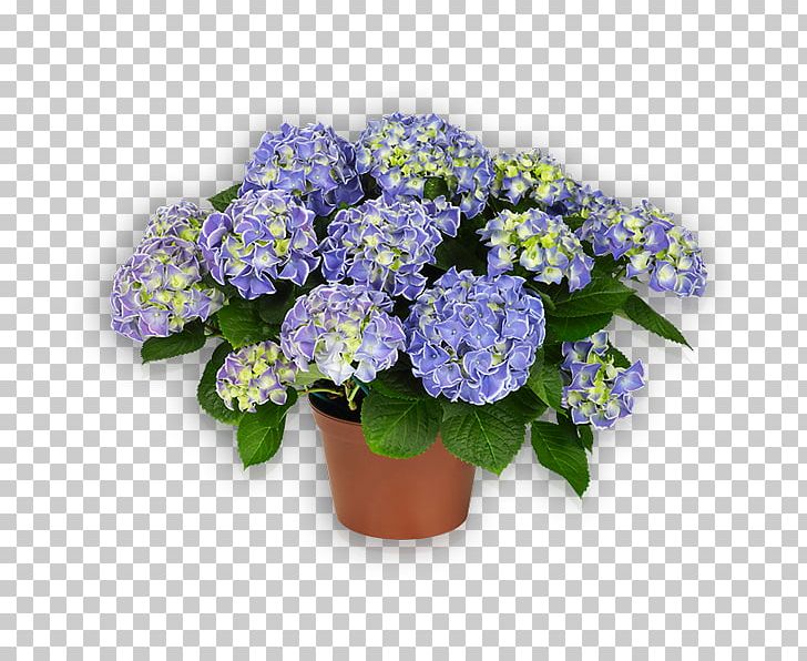 Cut Flowers French Hydrangea Plant Violet PNG, Clipart, Annual Plant, Blue, Color, Cornales, Cut Flowers Free PNG Download