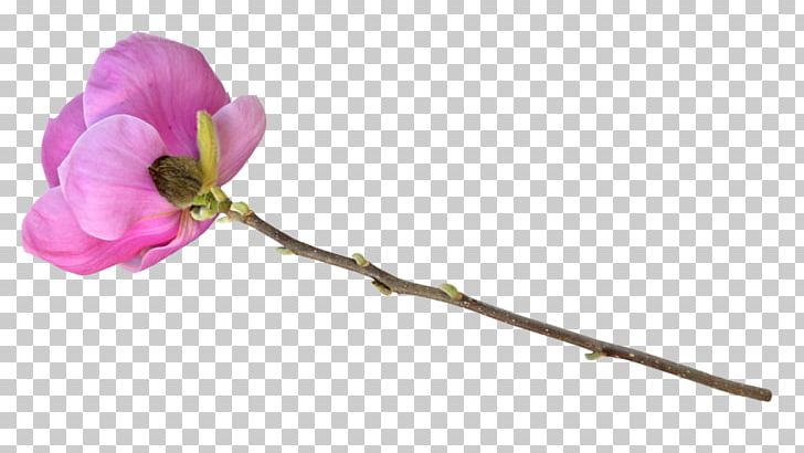 Cut Flowers Plant Stem Tulip Floral Design PNG, Clipart, Art, Blossom, Branch, Bud, Cut Flowers Free PNG Download