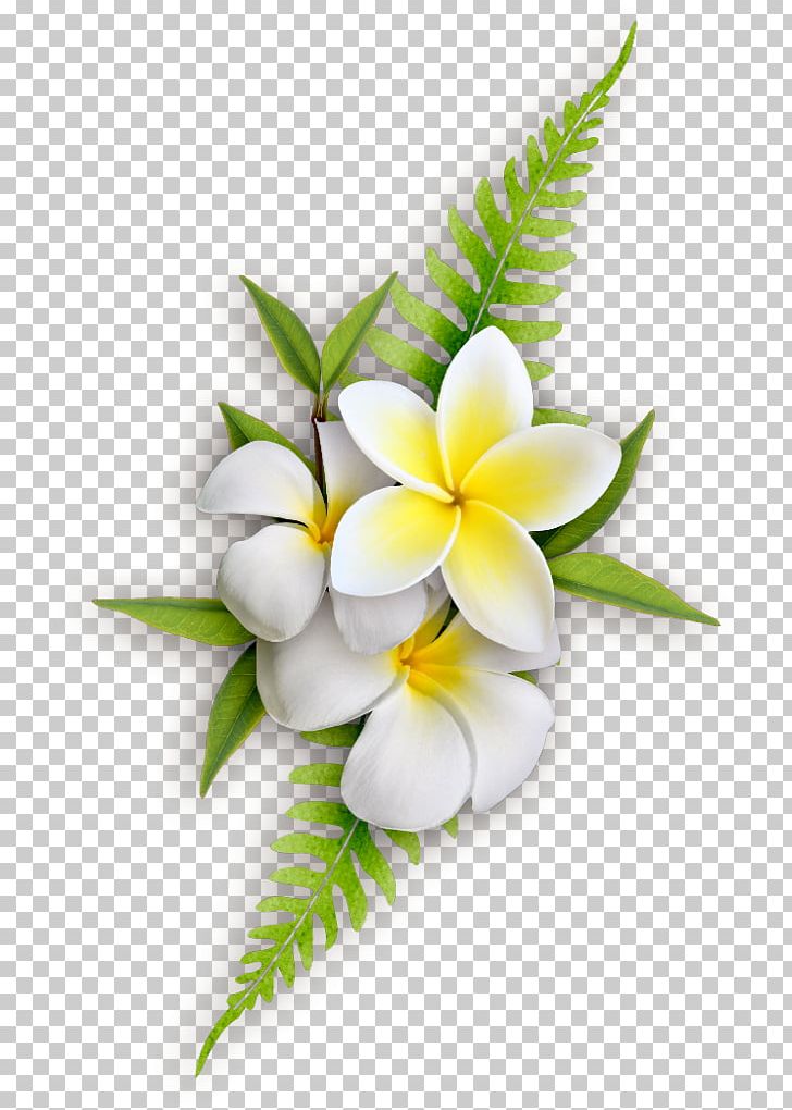Flower Drawing PNG, Clipart, Clip Art, Crem Flowers, Cut Flowers, Desktop Wallpaper, Drawing Free PNG Download