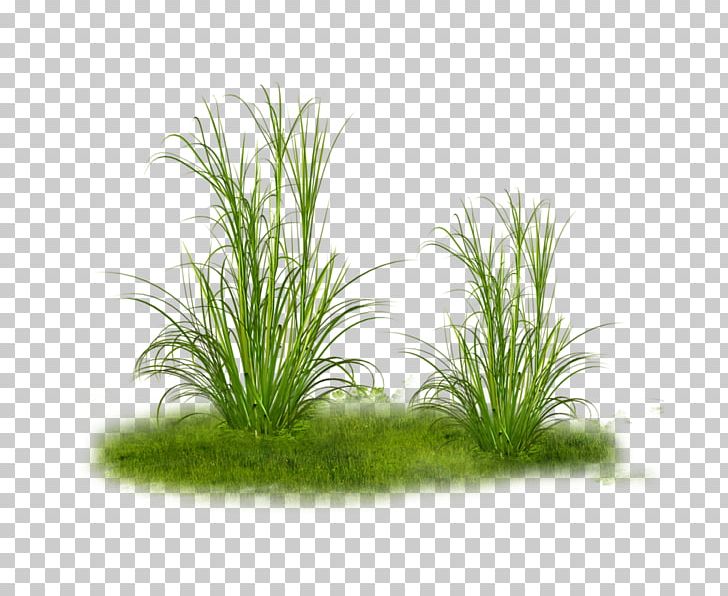 Grass Tree PNG, Clipart, Aquarium Decor, Aquatic Plant, Chrysopogon Zizanioides, Clip Art, Floral Design Free PNG Download