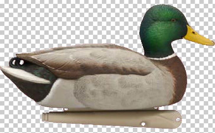 Mallard Duck Decoy Goose PNG, Clipart, Anatidae, Animals, Avian, Beak, Bird Free PNG Download